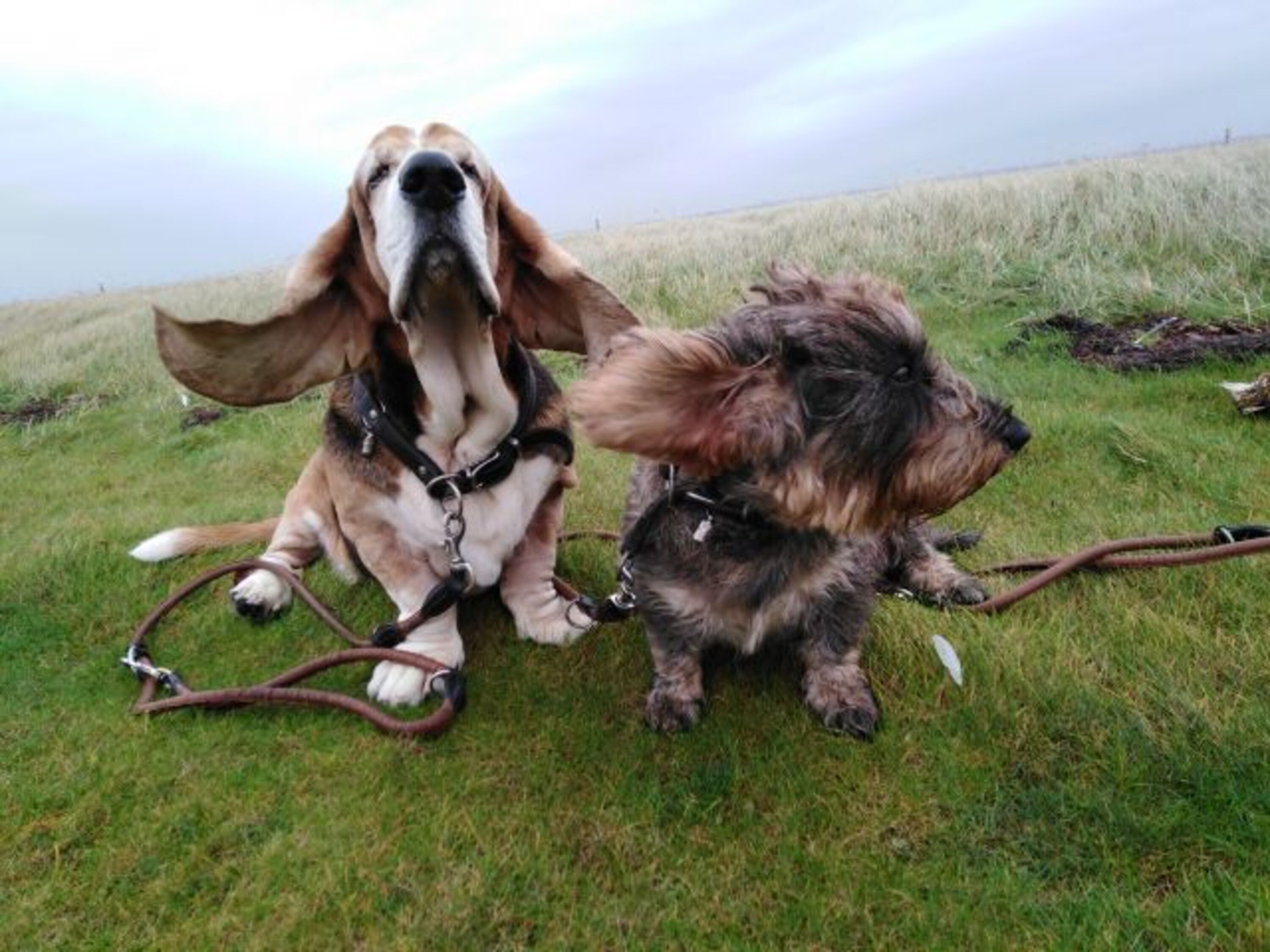 Auch Skotty und Groby lassen sich gerne den Wind um die Nase wehen