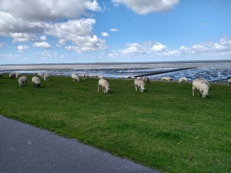 Schafe am Deich