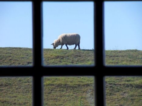 Blick vom Wohnzimmer auf den Deich 
