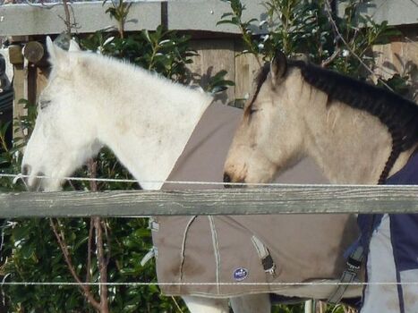Pferde unserer Nachbarn