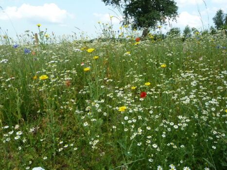 angrenzende Blumenwiese