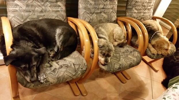 ein Teil unserer Hunde beim Nickerchen