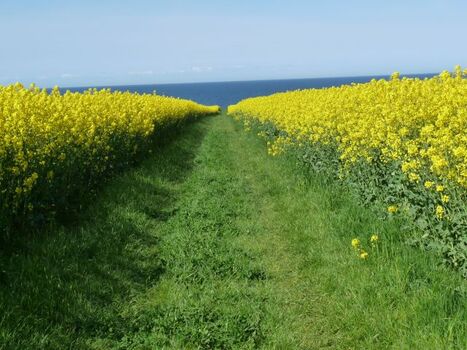 Rapsblüte in der Probstei