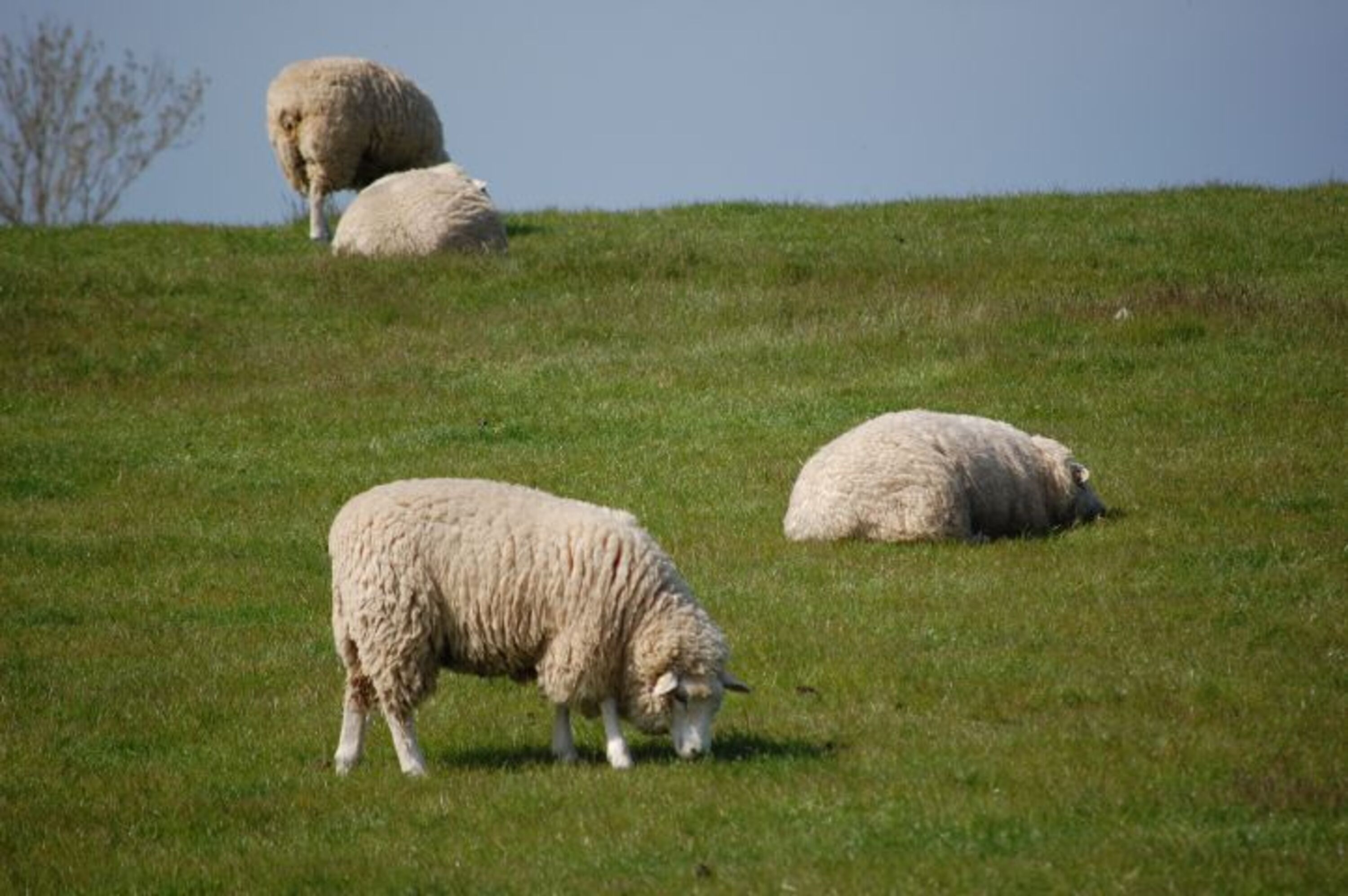 Schafe auf dem Deich an der Ostsee