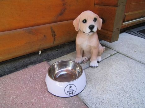 Hunde sind im Blockhaus willkommen