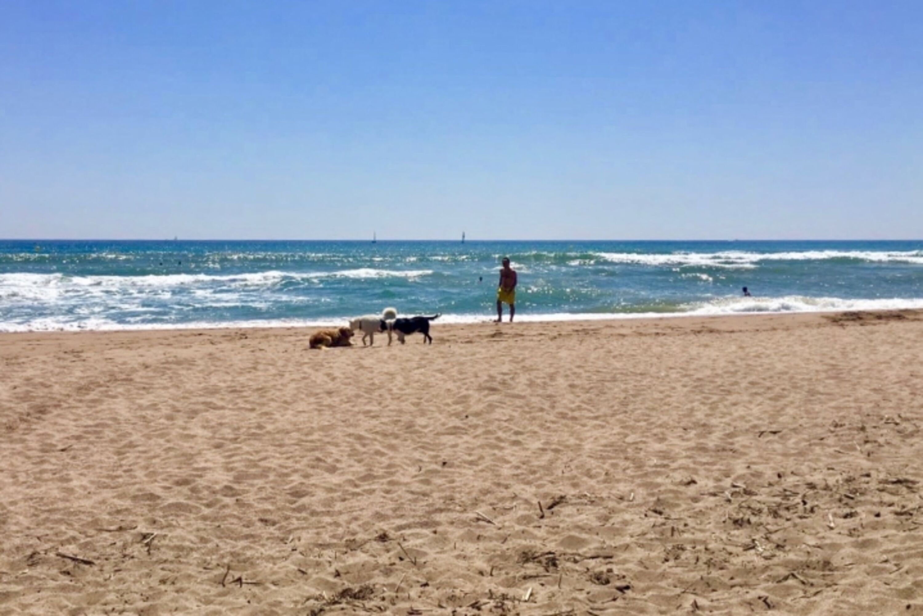 Hundestrand 
