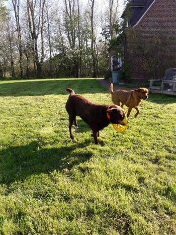 Platz zum Toben ist auch vorhanden