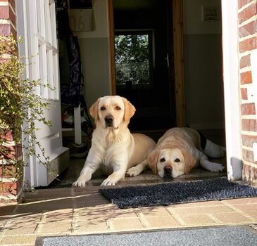 Ihre Vierbeiner sind bei uns herzlich willkommen,egal ob groß  oder klein