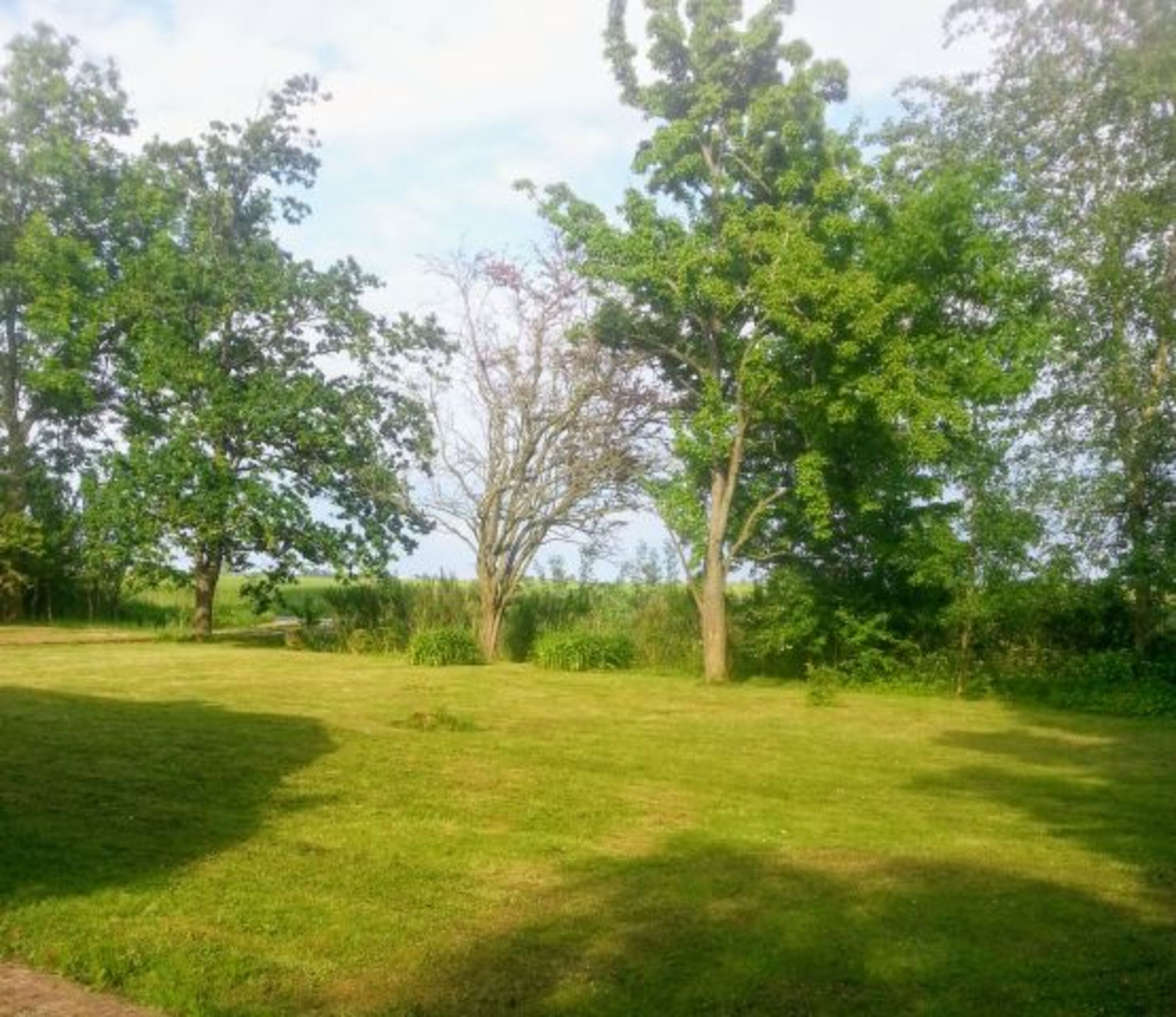 Blick in den Garten 