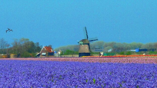 Zu dieser Mühle können Sie hinspazieren. Durch die Blumenfelder