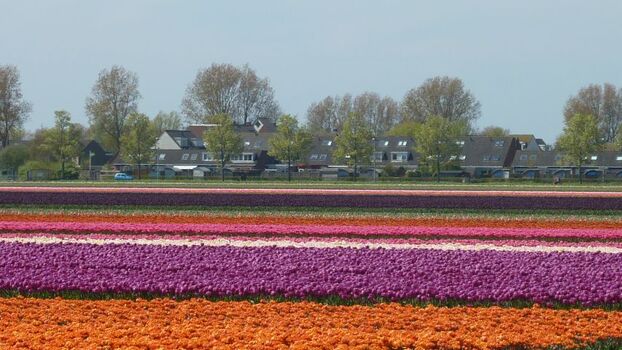 Tulpenblüte April/Mai