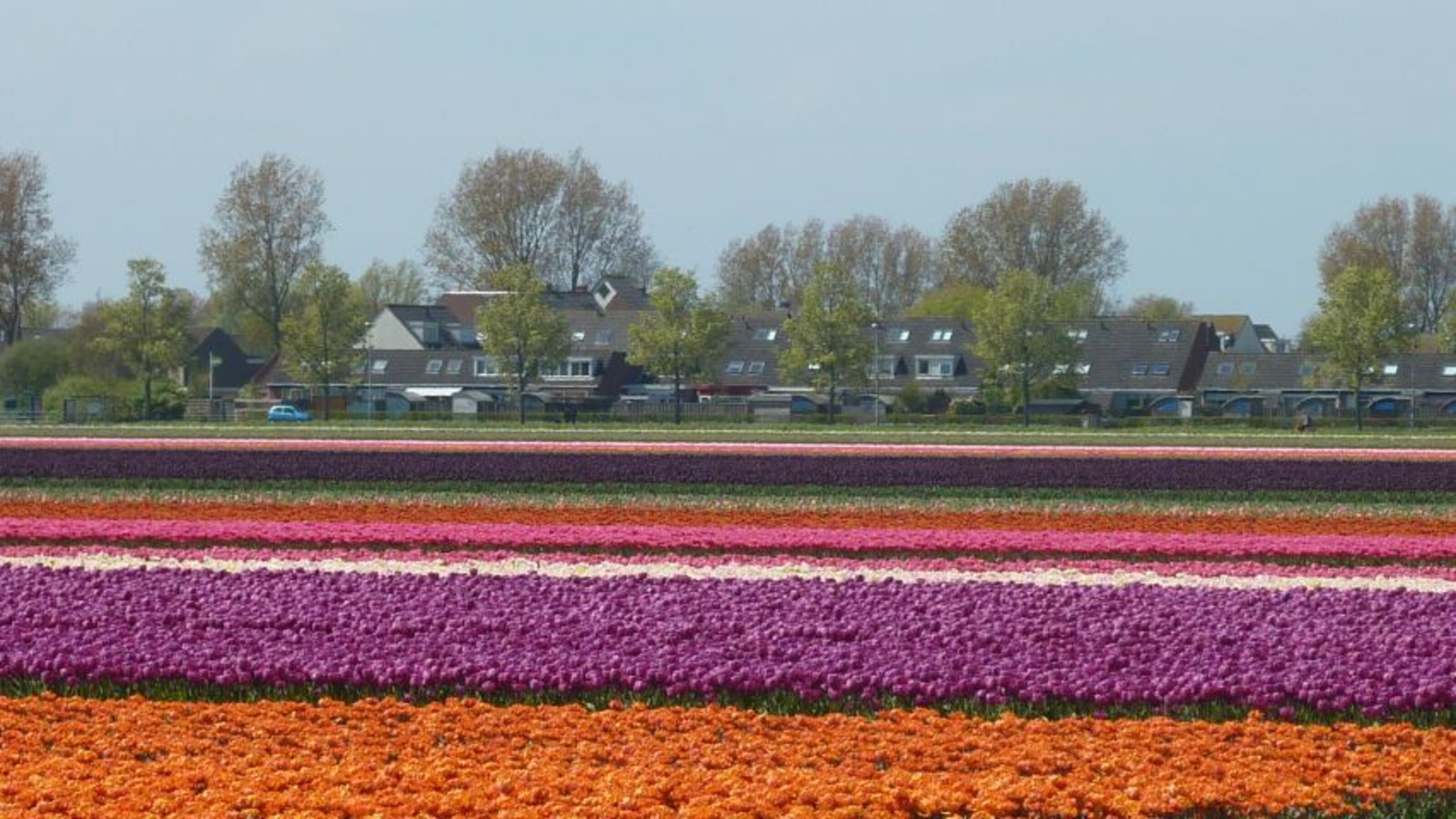 Tulpenblüte April/Mai