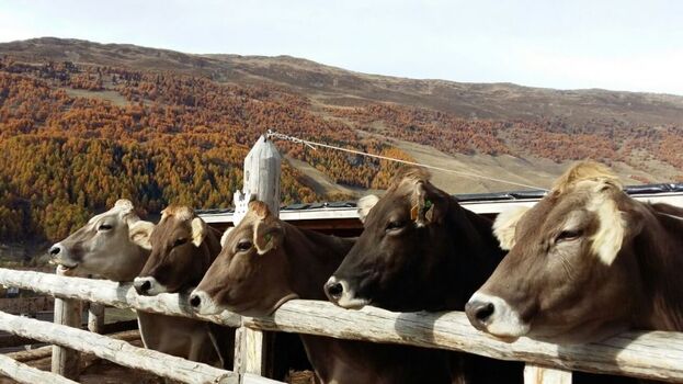 Unsere Braunviehkühe