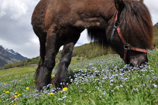 Eines unserer Islandpferde auf der Sommerweide