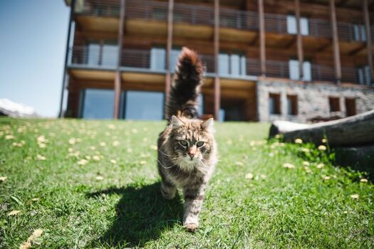 Kater Fritz im Garten