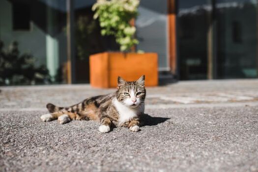 Kater Findus vor dem Eingang