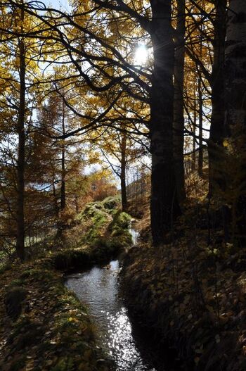 Matscher Ackerwaal im Herbst