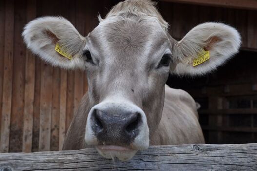 Braunviehkuh Aviunshof