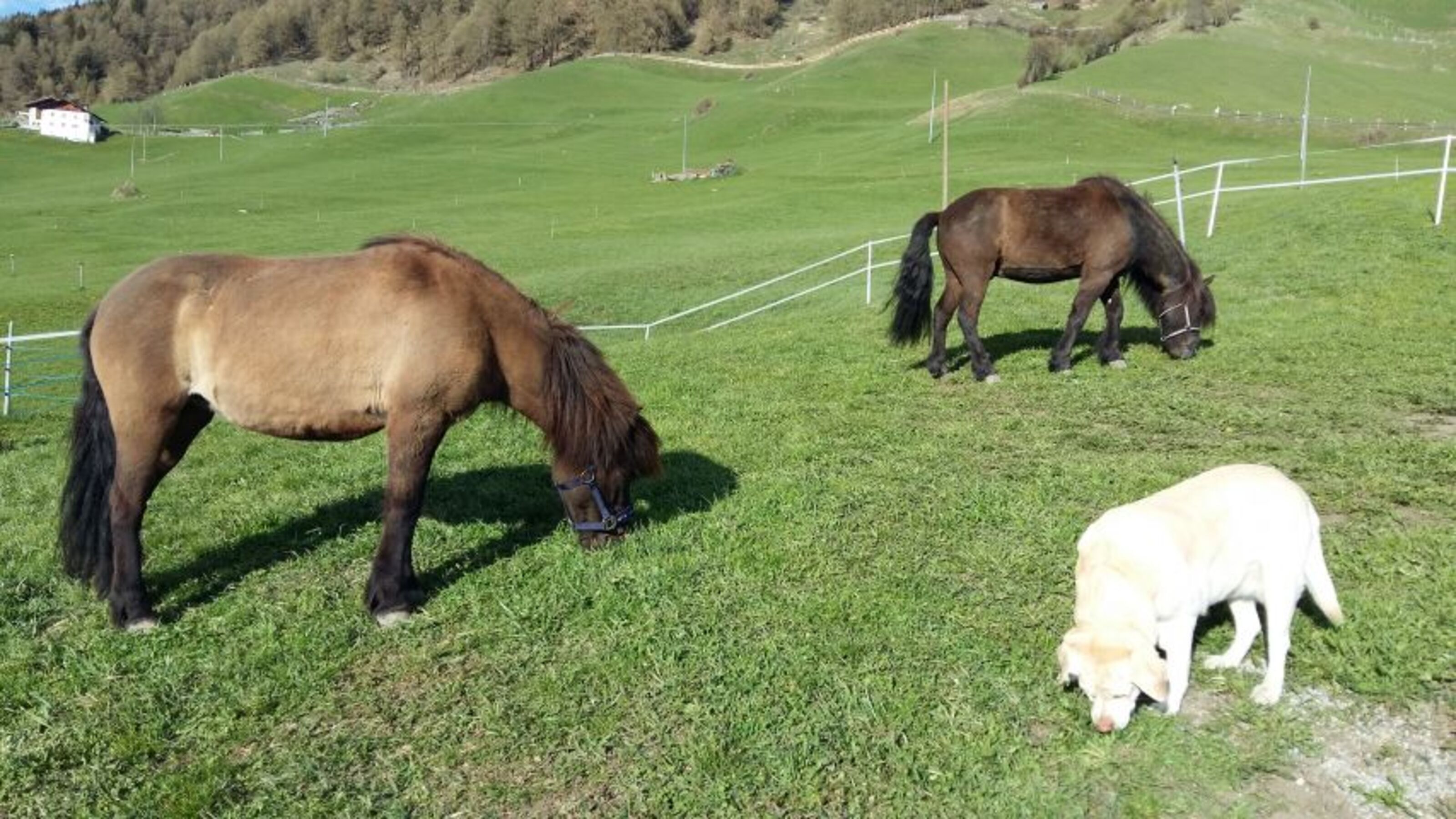 Aviunshof Islandpferde mit Hund Lilly