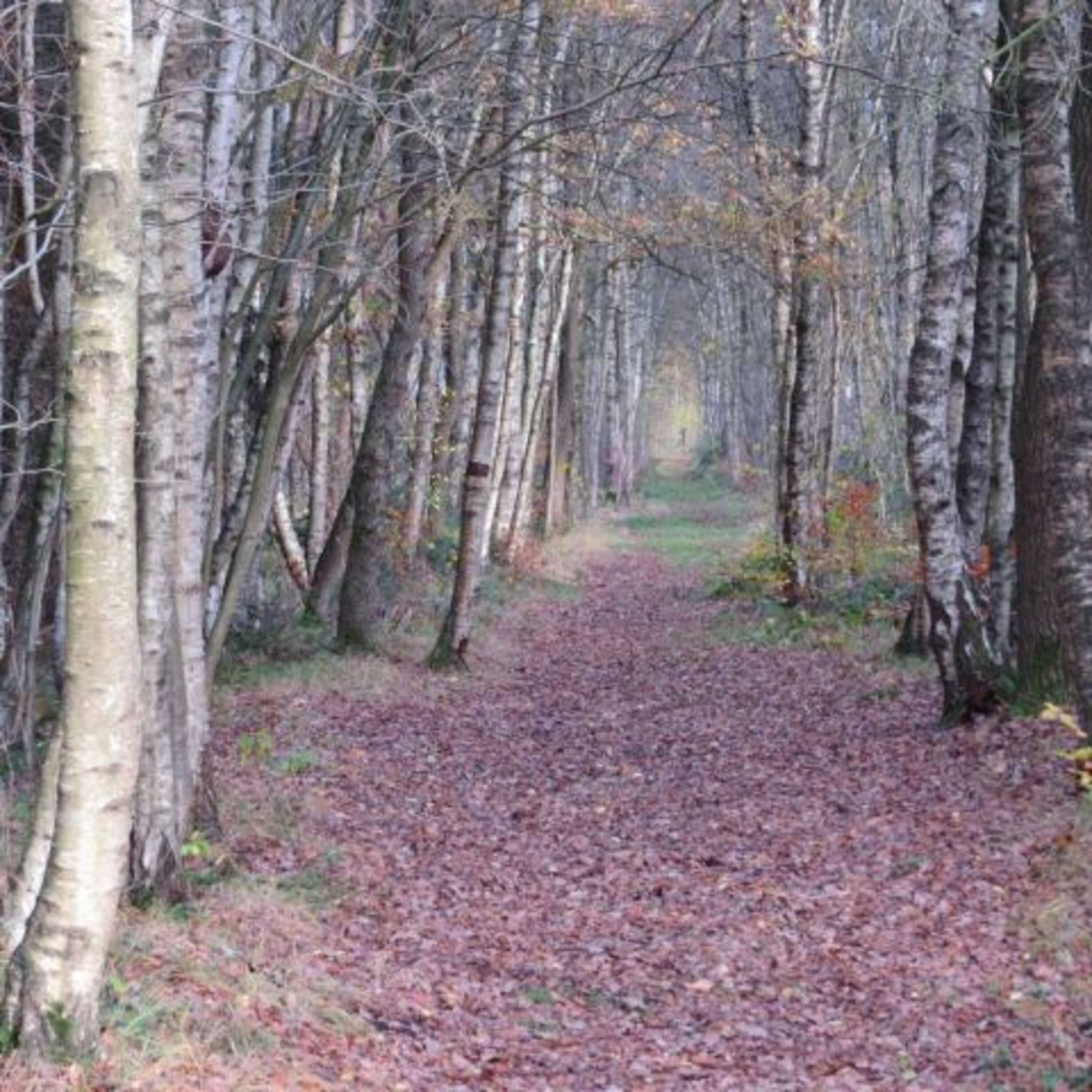 Waldweg