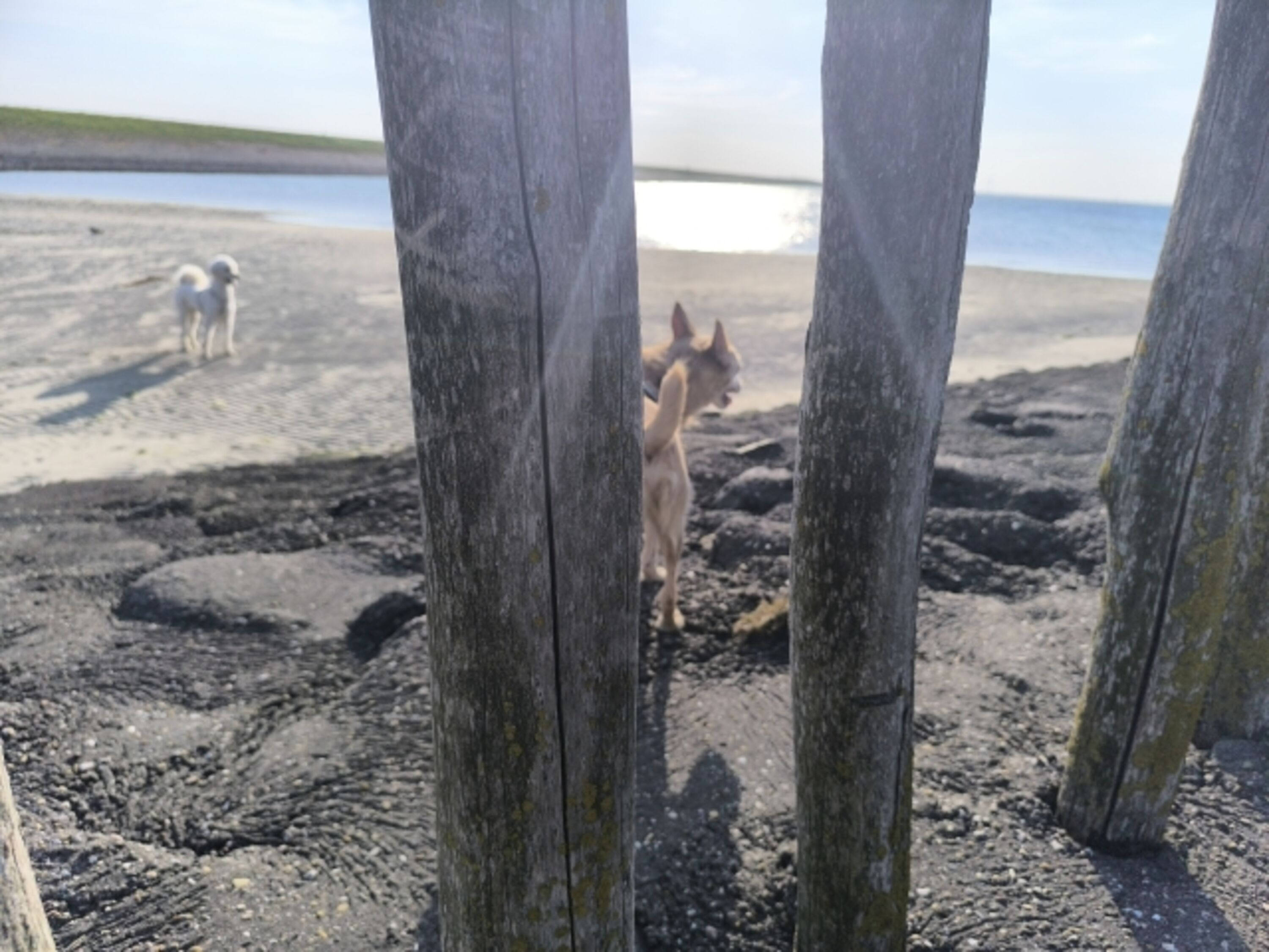 Strand Stavenisse 