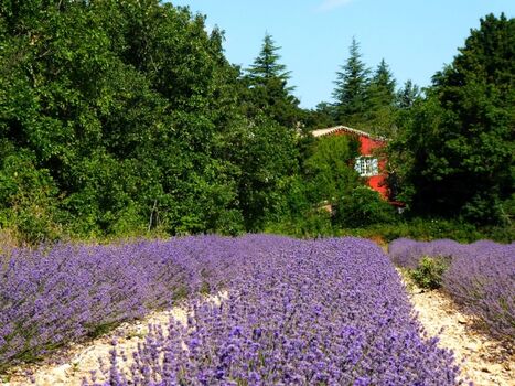 La Rostane... umgeben von ausgedehnten Lavendelfeldern