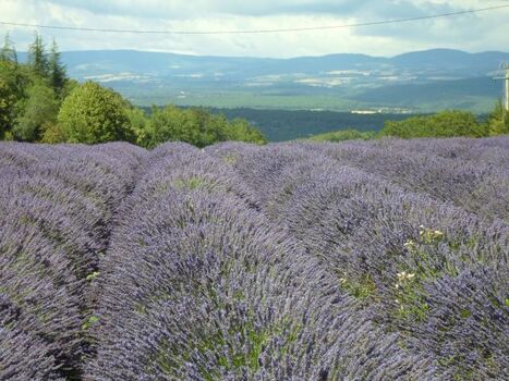 Lavendel rund um La Rostane
