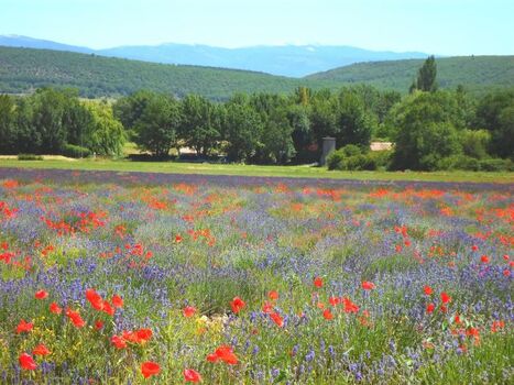 Mohn küsst Lavendel