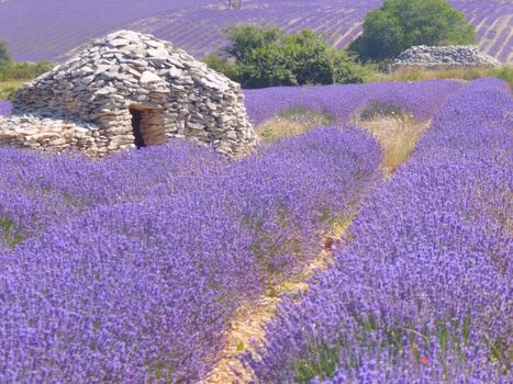 Lavendelfeld mit Borie