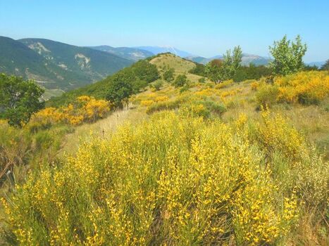 Ginster, im Hintergrund der Mont Ventoux