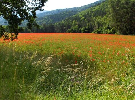 Mohnfeld bei La Rostane