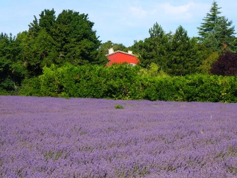 Lavendelfeld, im Hintergrund La Rostane