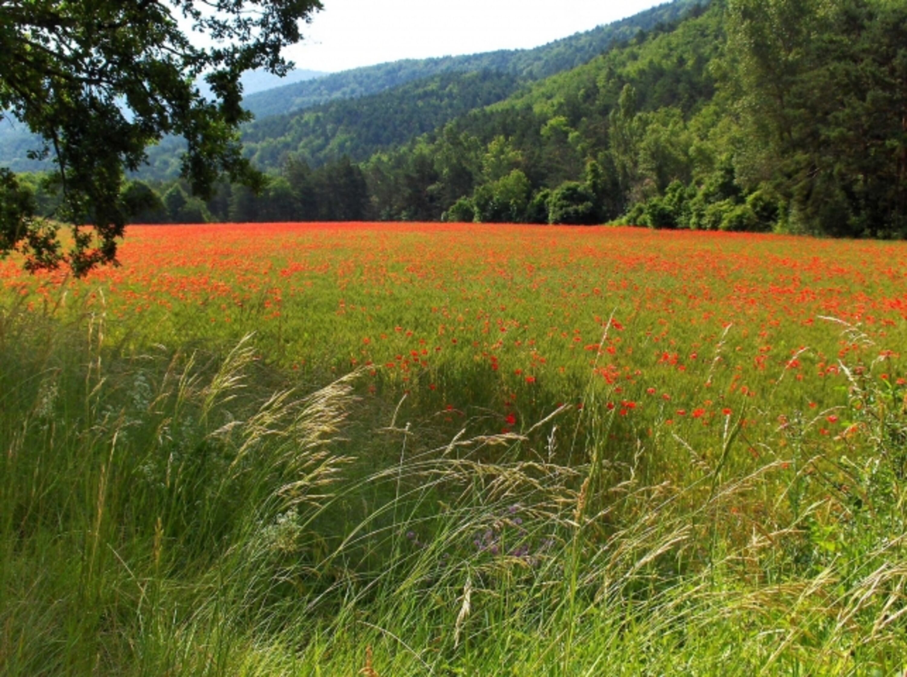 Mohnfeld bei La Rostane