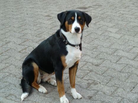 Ronja, die Hüterin des Hofes