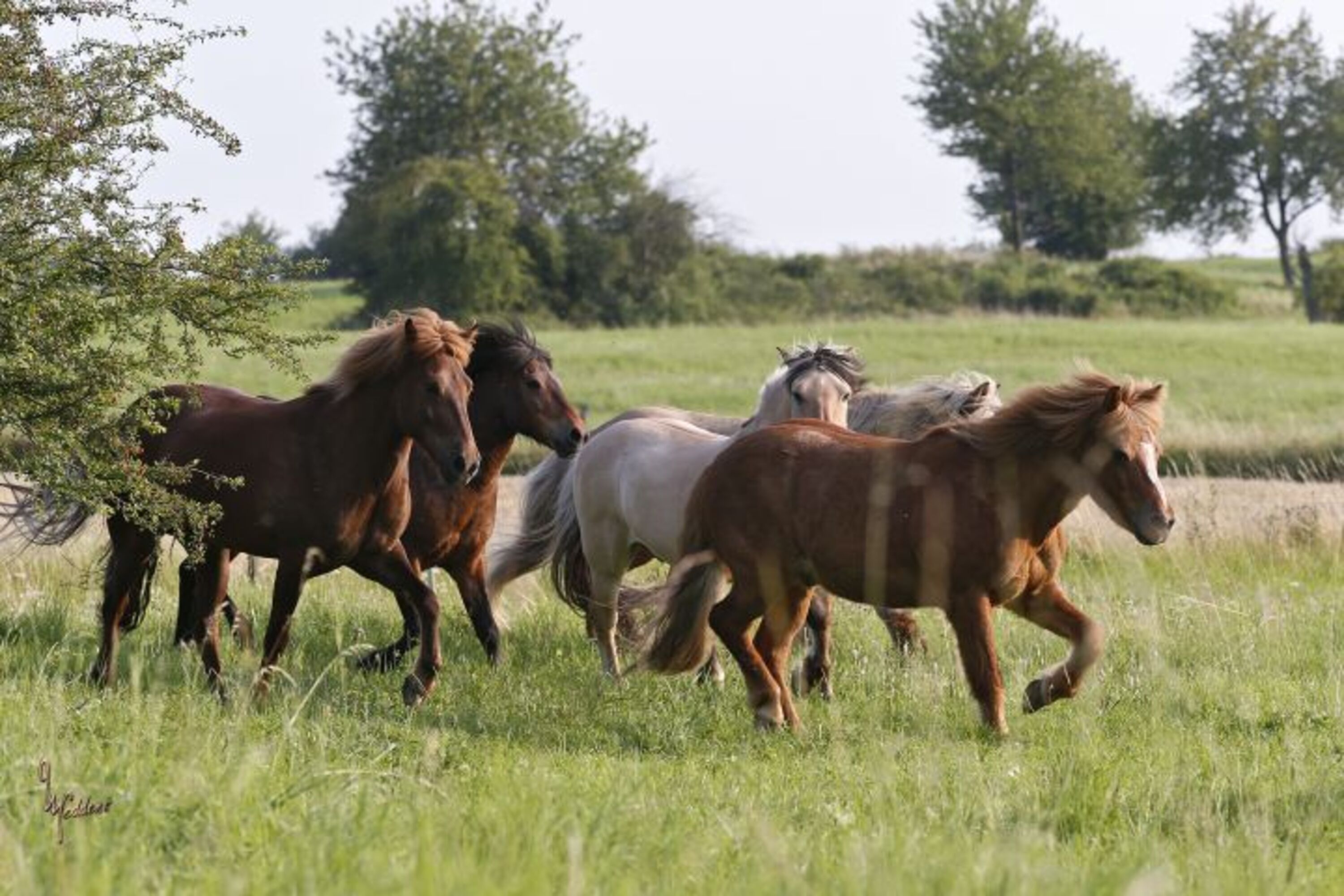 Unsere Pferde