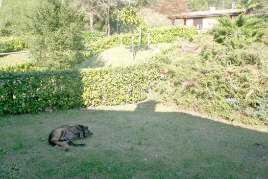 der hintere Teil des Gartens 