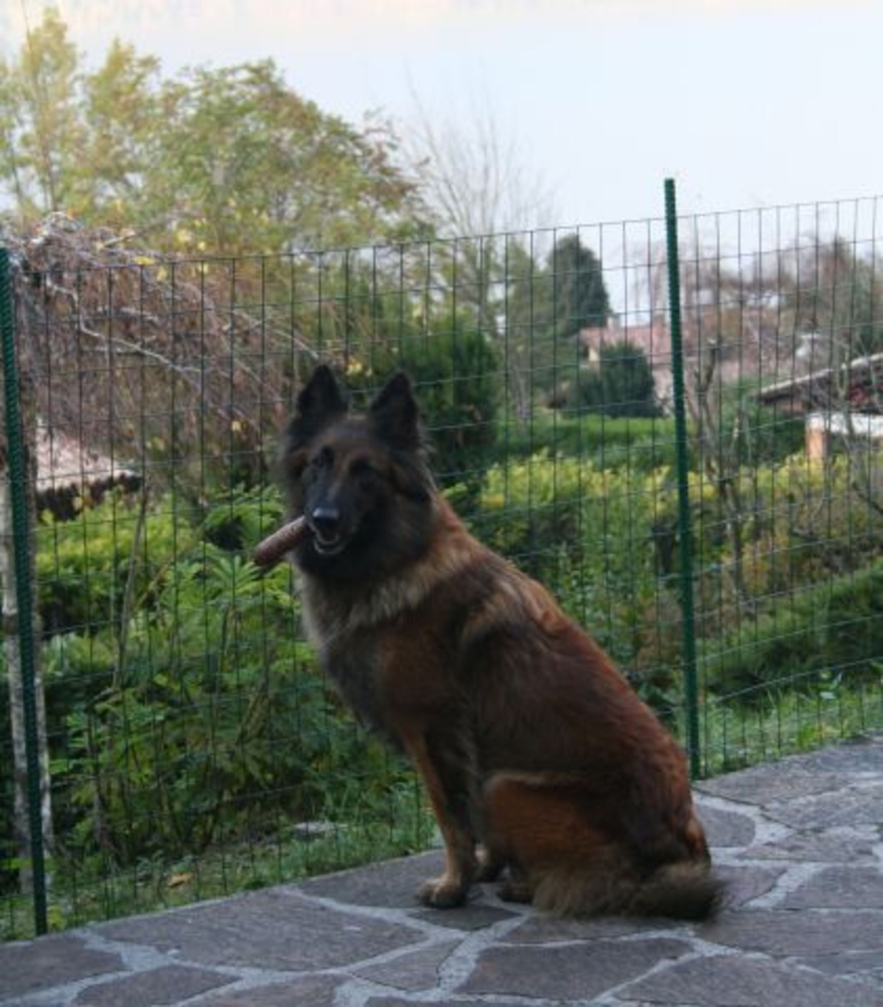 Hunde sind herzlich willkommen