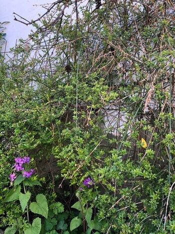 Gartendetail im Frühling