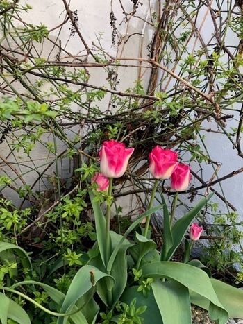 Gartendetail im Frühling