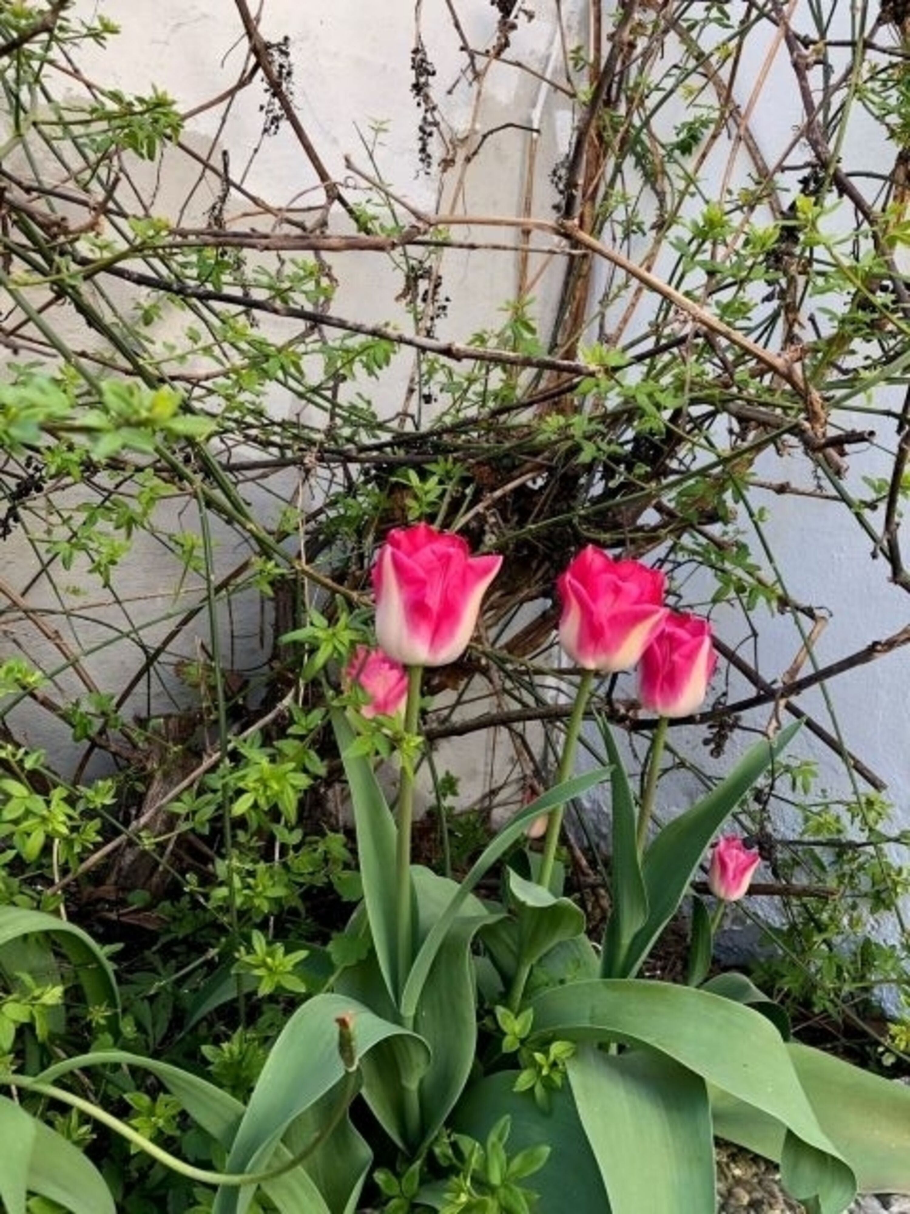 Gartendetail im Frühling