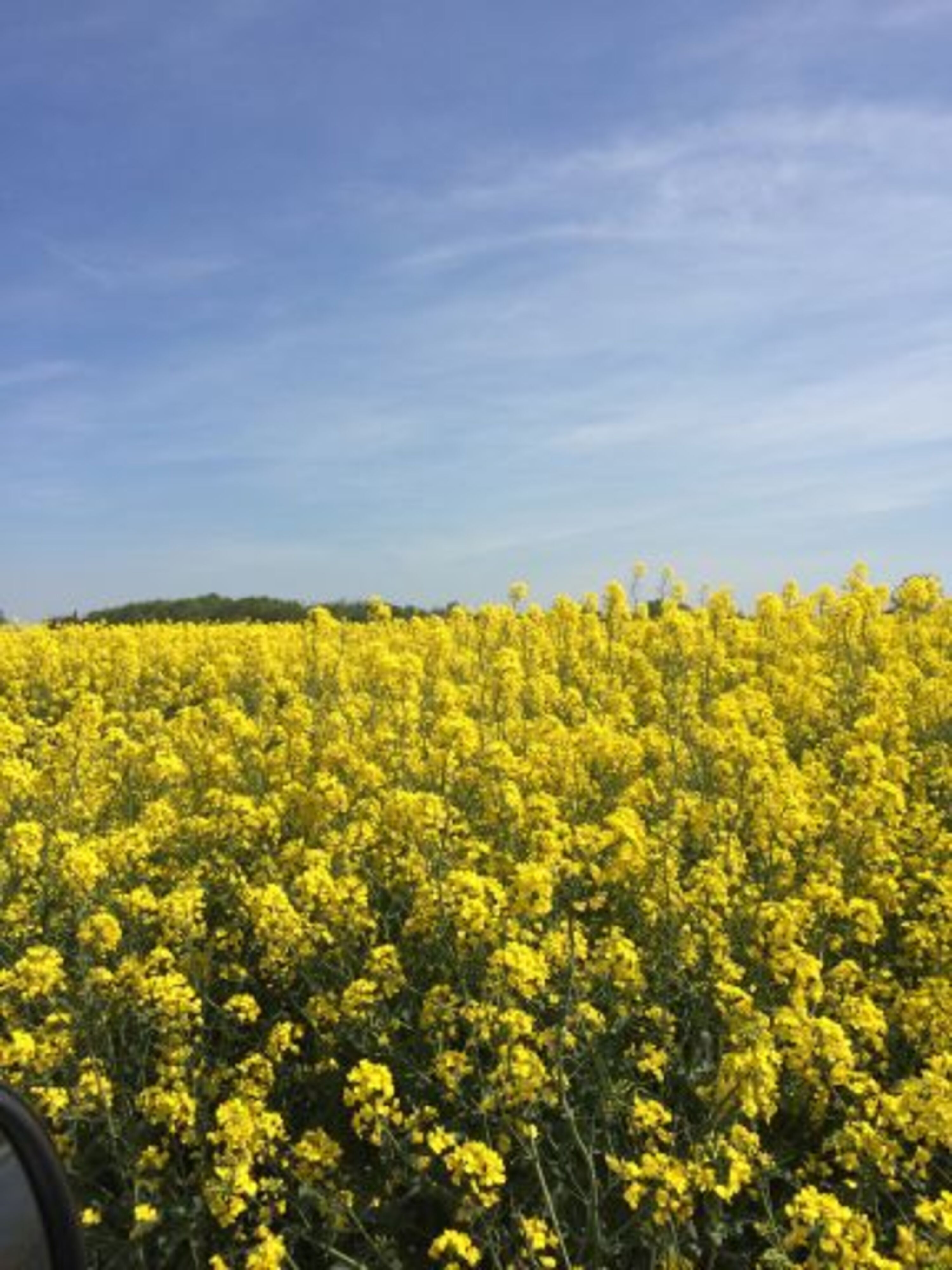 Rapsfeld im Mai am Hof