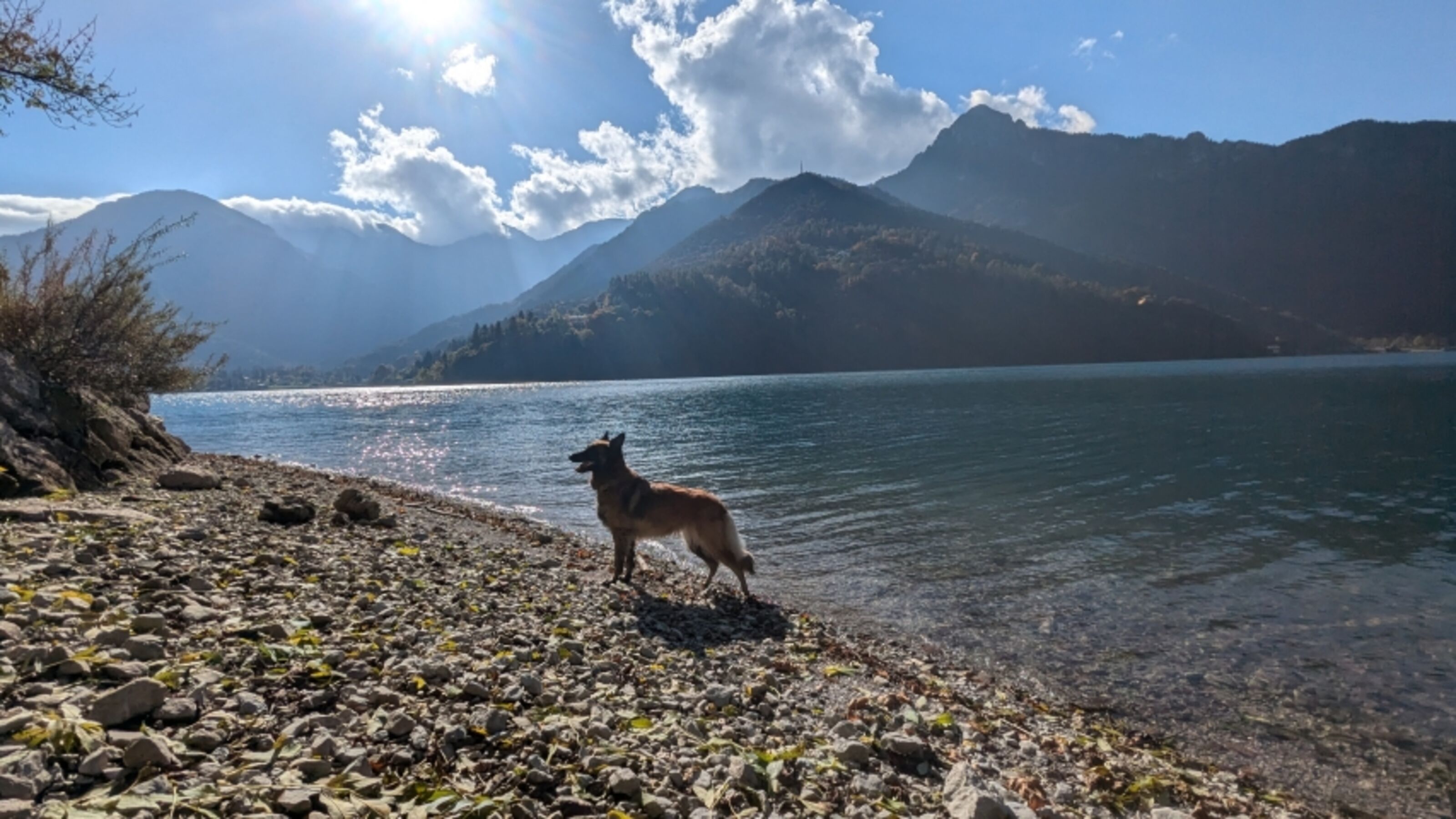 Hunde willkommen