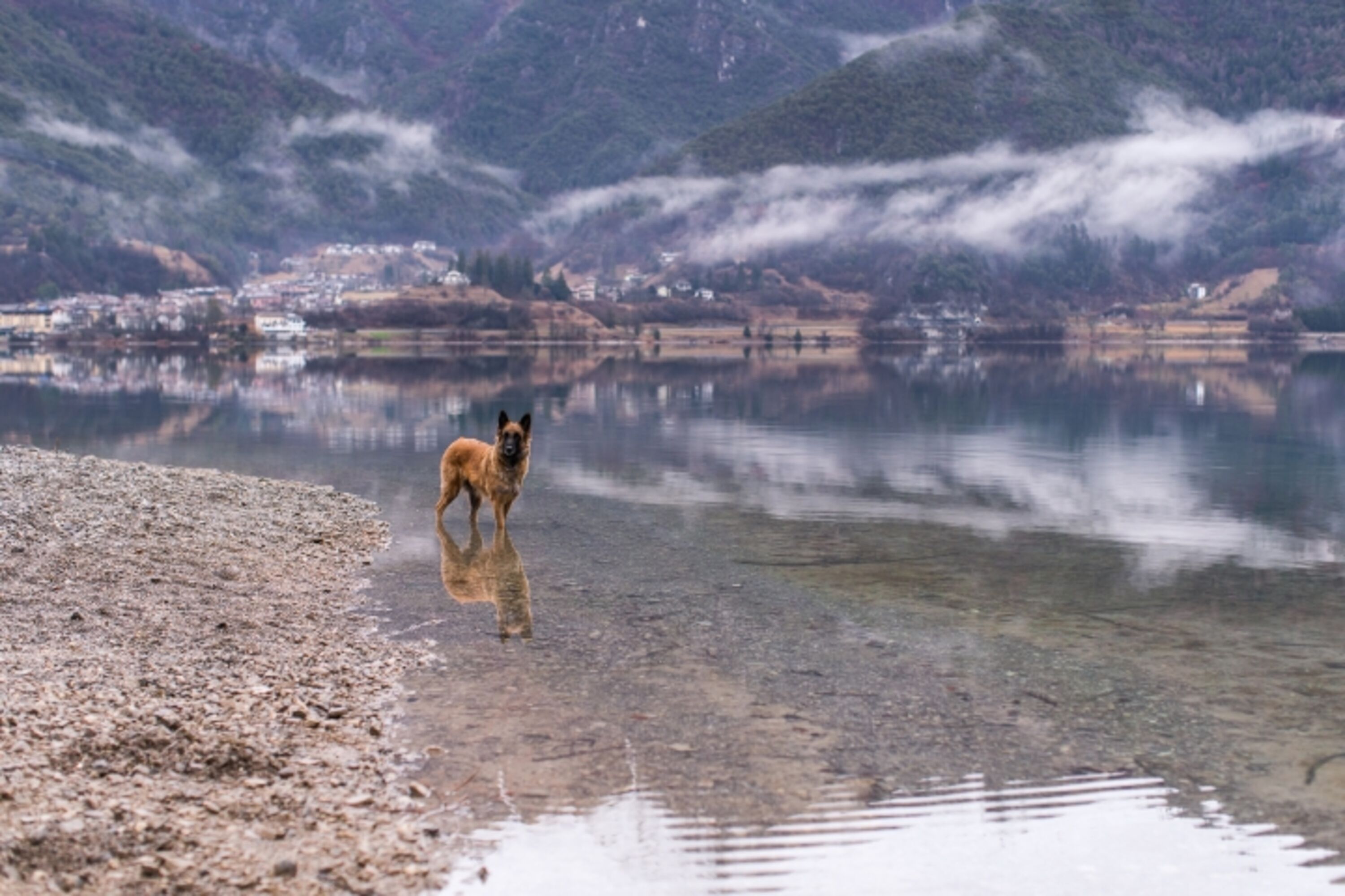 Hunde willkommen