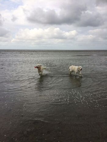 Am 'Hundestramd' in Bensersiel