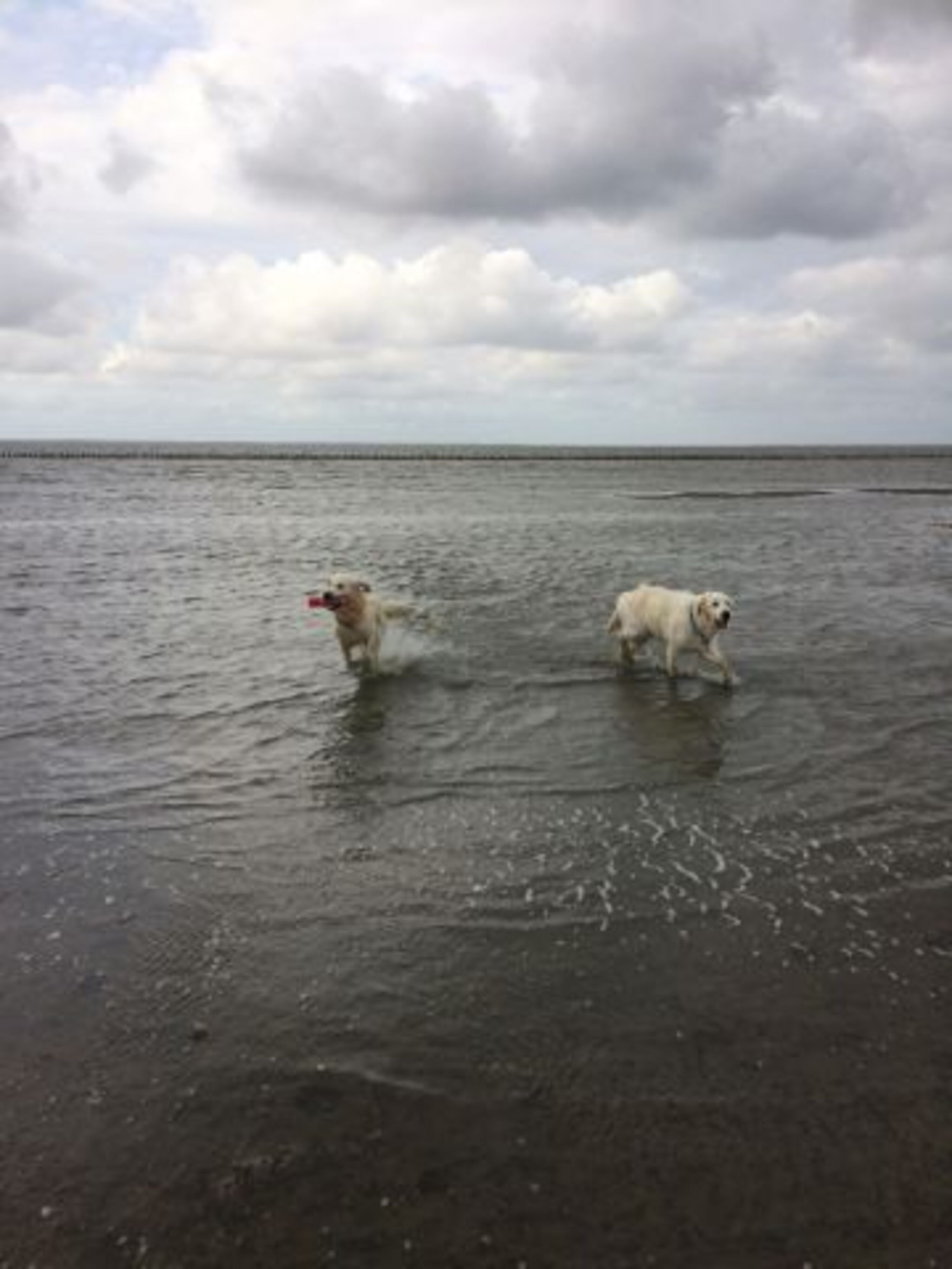 Am 'Hundestramd' in Bensersiel