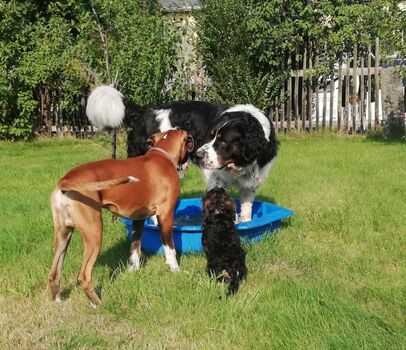 Viel Platz, Hunde kostenfrei, komplett umzäunt!