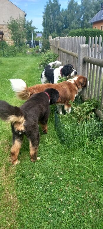 Begegnungen am Gartenzaun