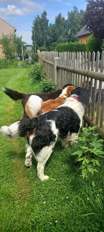 Begegnungen am Gartenzaun