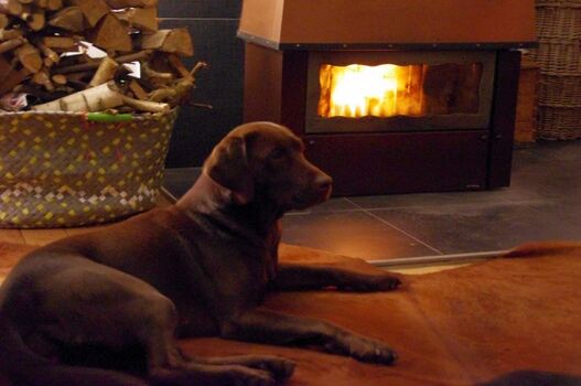 Labrador Ella vor dem geschlossenen Kamin im gemütlichen Wohnzimmer