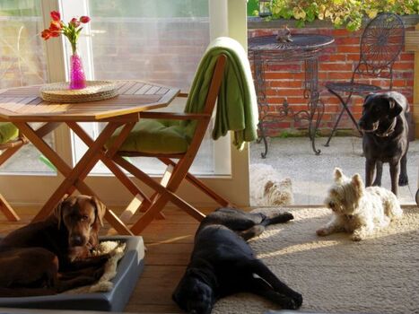 Der Wintergarten mit eigenem Rudel und Gasthunden